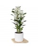 Dendrobium Orchid - Bambu Orkide Mor